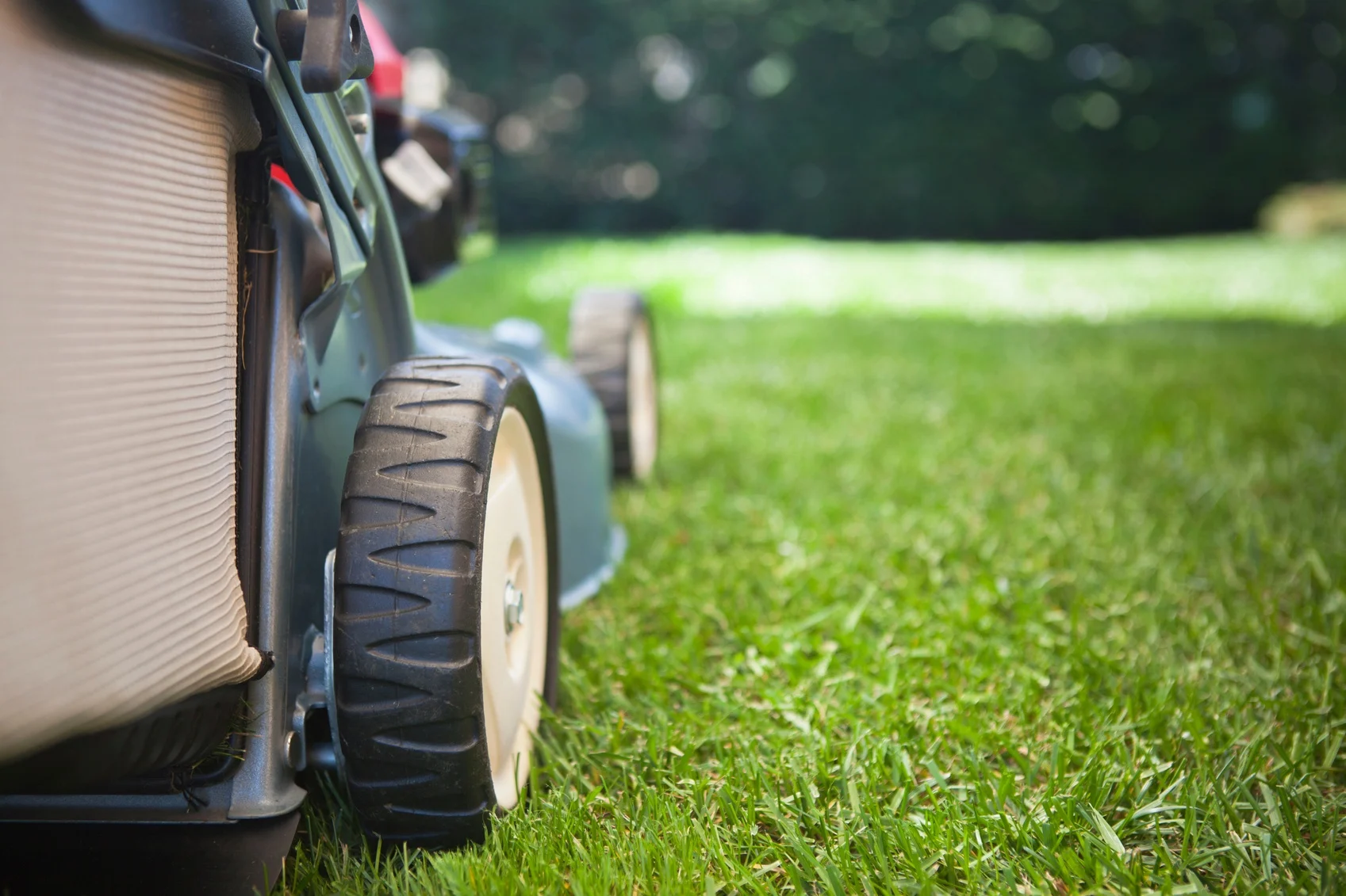 tree and garden services